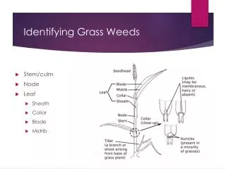 Identifying Grass Weeds