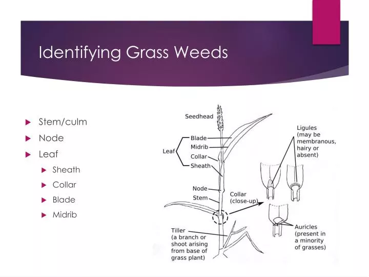 identifying grass weeds