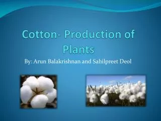 Cotton- Production of Plants