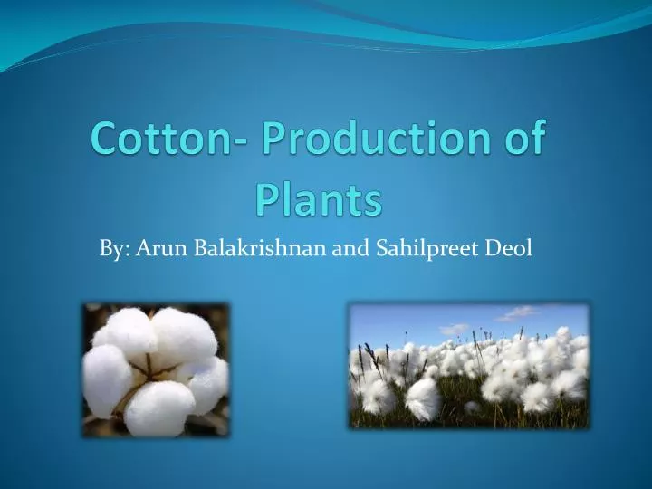 cotton production of plants