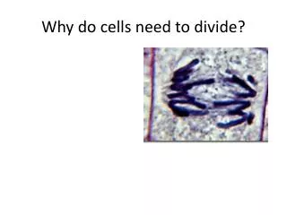 Why do cells need to divide?