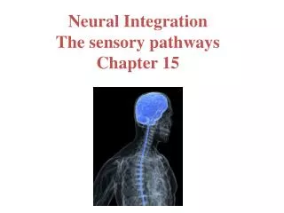 Neural Integration The sensory pathways Chapter 15