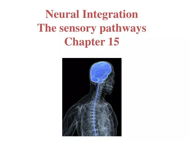 neural integration the sensory pathways chapter 15