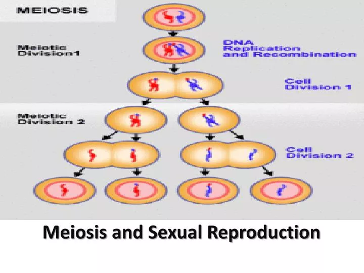 meiosis and sexual reproduction