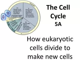 The Cell Cycle 5A