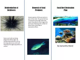 Coral Reef Restoration Plan