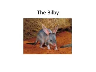 The Bilby