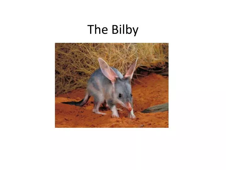 the bilby