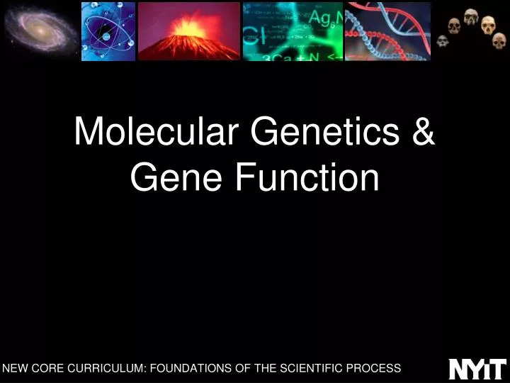 molecular genetics gene function