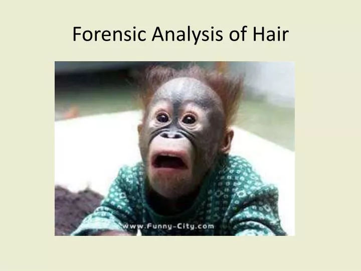 forensic analysis of hair
