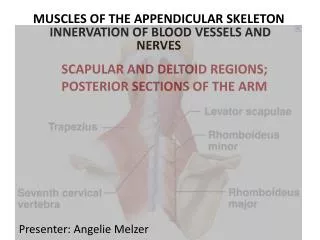 MUSCLES OF THE APPENDICULAR SKELETON INNERVATION OF BLOOD VESSELS AND NERVES