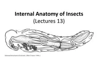 Internal Anatomy of Insects (Lectures 13)