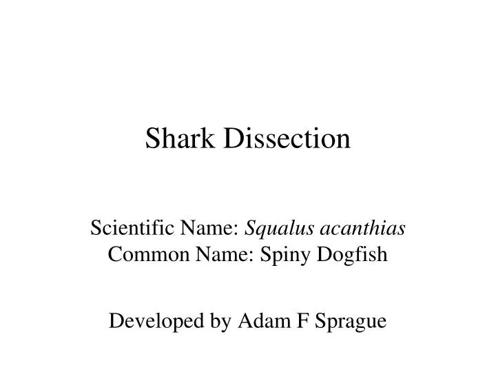 shark dissection