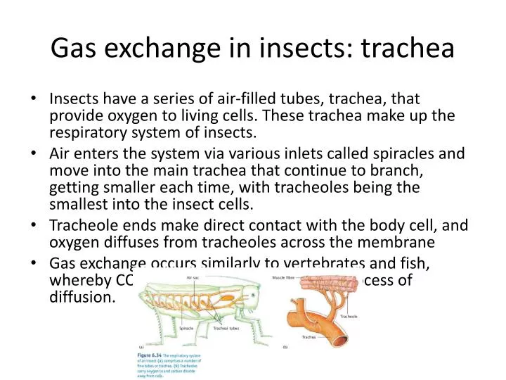 gas exchange in insects trachea
