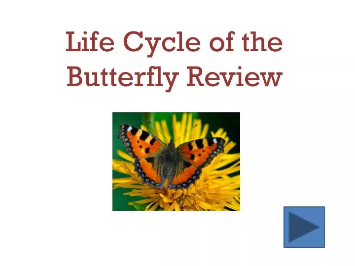 life cycle of the butterfly review