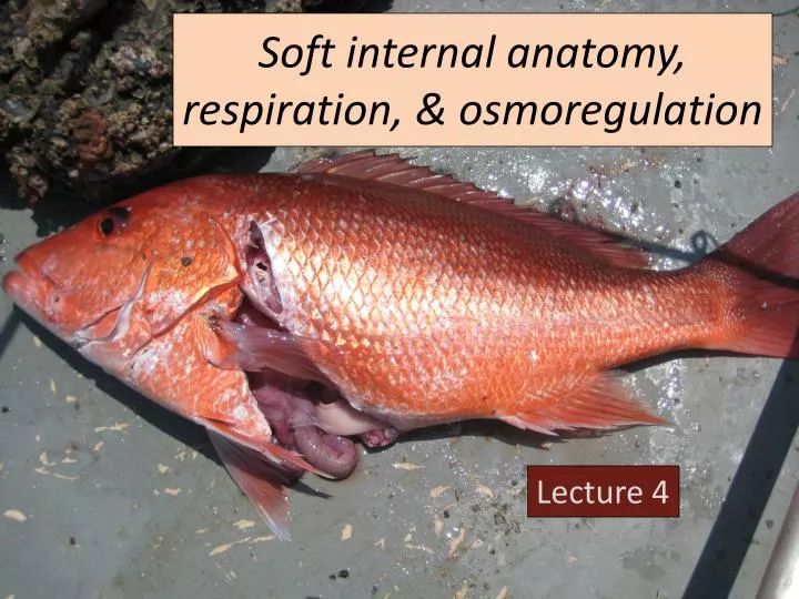 soft internal anatomy respiration osmoregulation