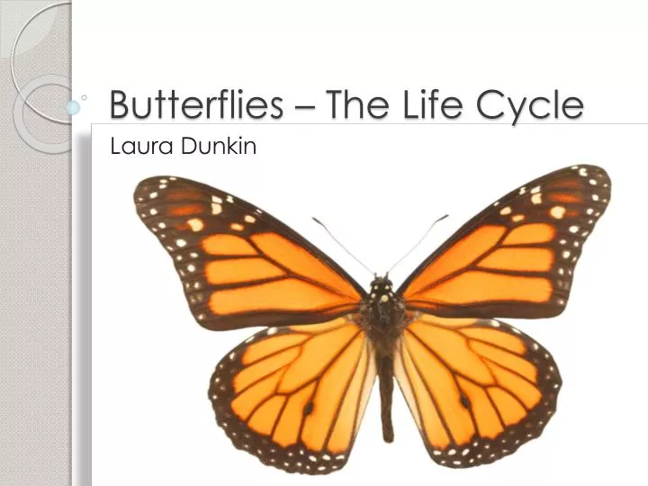 butterflies the life cycle