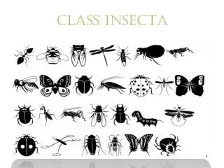 CLASS INSECTA