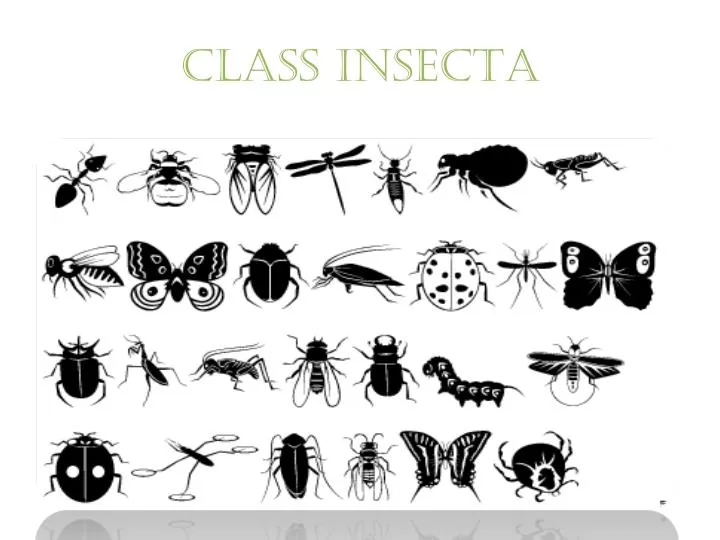 class insecta