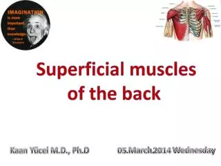 Superficial muscles of the back