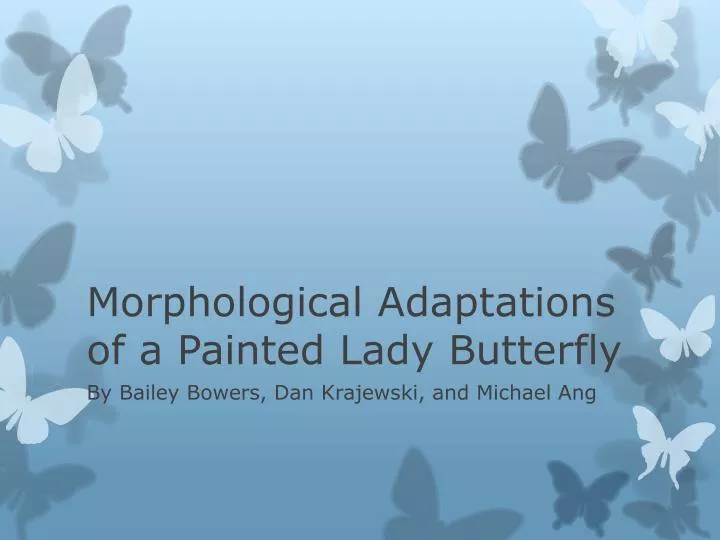 morphological adaptations of a painted lady butterfly