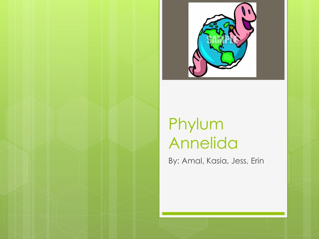 PPT - Phylum Annelida PowerPoint Presentation, free download - ID:2015974