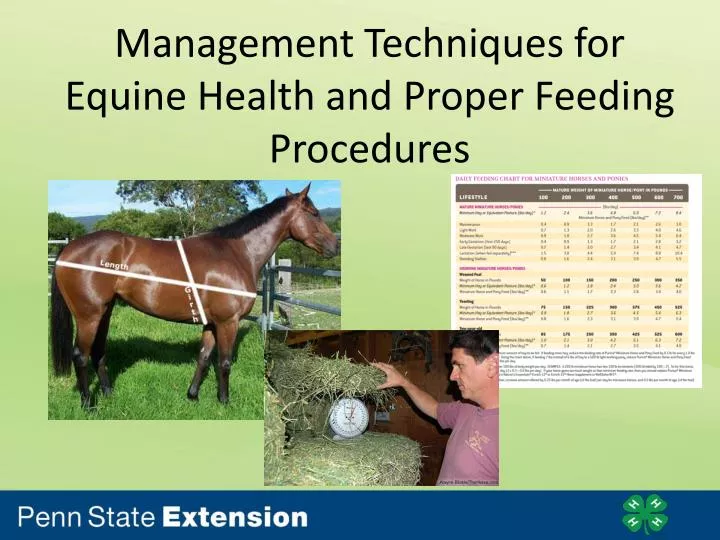 management techniques for equine health and proper feeding procedures