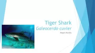 Tiger Shark Galeocerdo cuvier