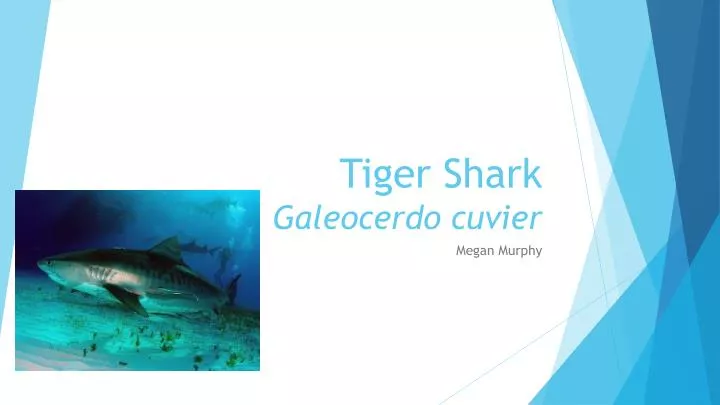 tiger shark galeocerdo cuvier