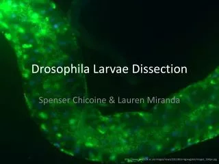 Drosophila Larvae Dissection