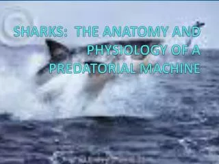 SHARKS: THE ANATOMY AND PHYSIOLOGY OF A PREDATORIAL MACHINE