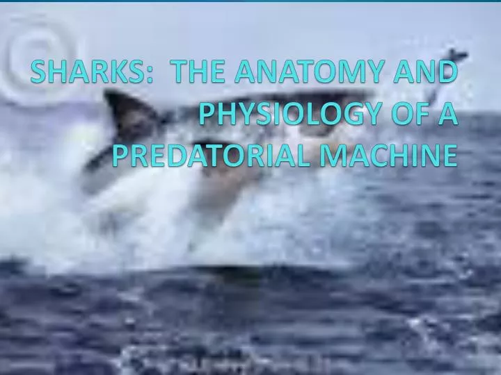 sharks the anatomy and physiology of a predatorial machine