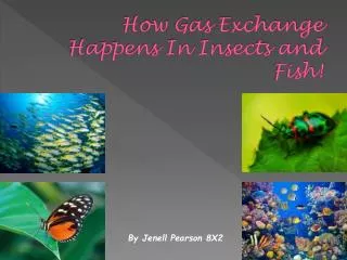 How Gas Exchange Happens In Insects and Fish!