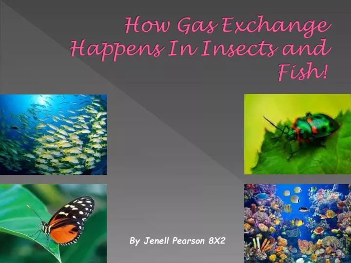 how gas exchange happens in insects and fish