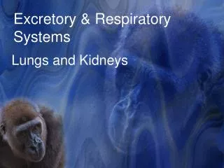 Excretory &amp; Respiratory Systems