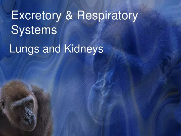 excretory respiratory systems