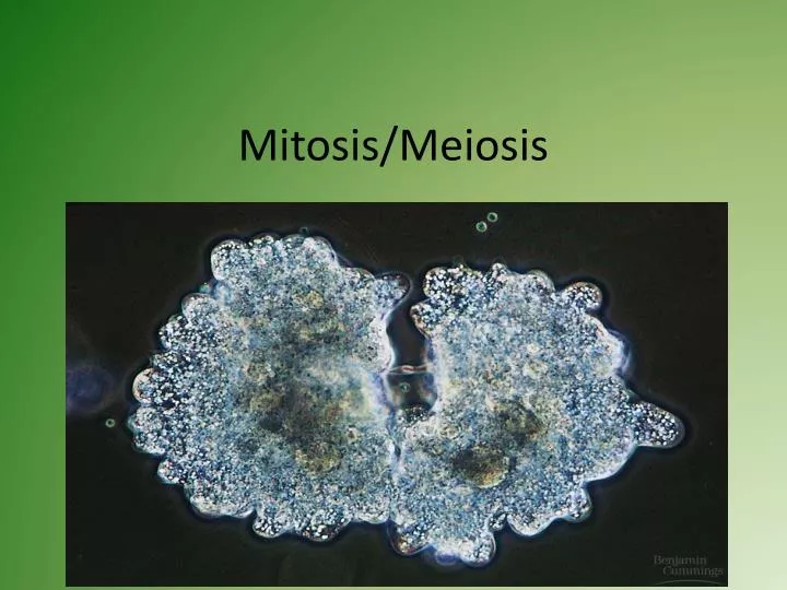 mitosis meiosis