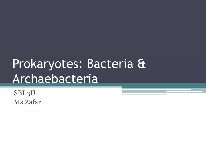 prokaryotes bacteria archaebacteria