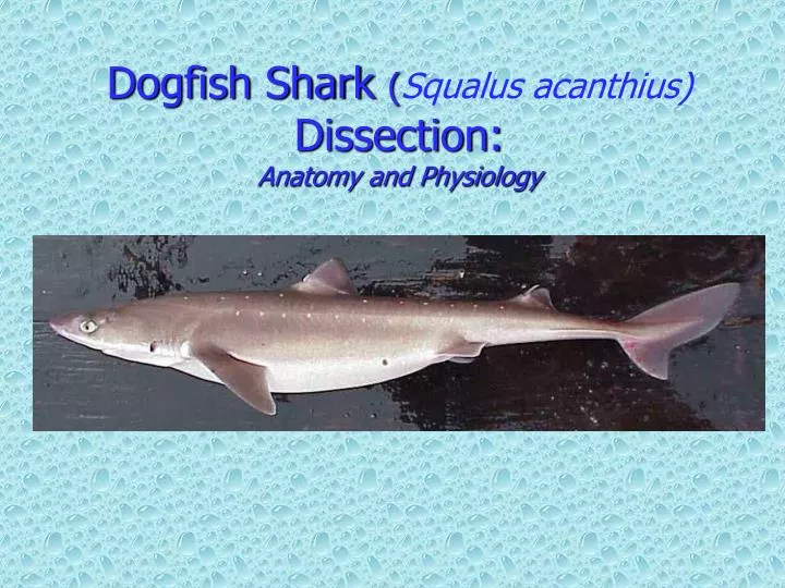 dogfish shark squalus acanthius dissection anatomy and physiology