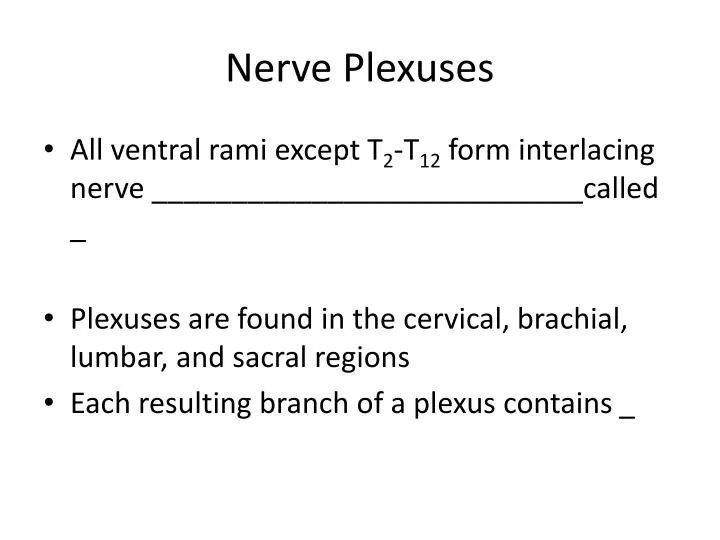 nerve plexuses