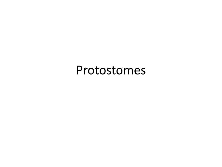 protostomes