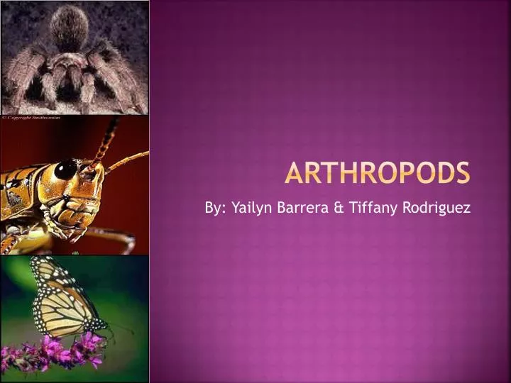 arthropods