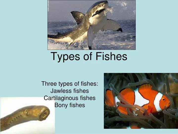types of fishes