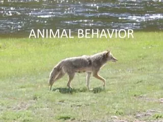 ANIMAL BEHAVIOR