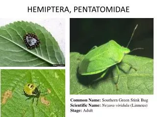 HEMIPTERA, PENTATOMIDAE