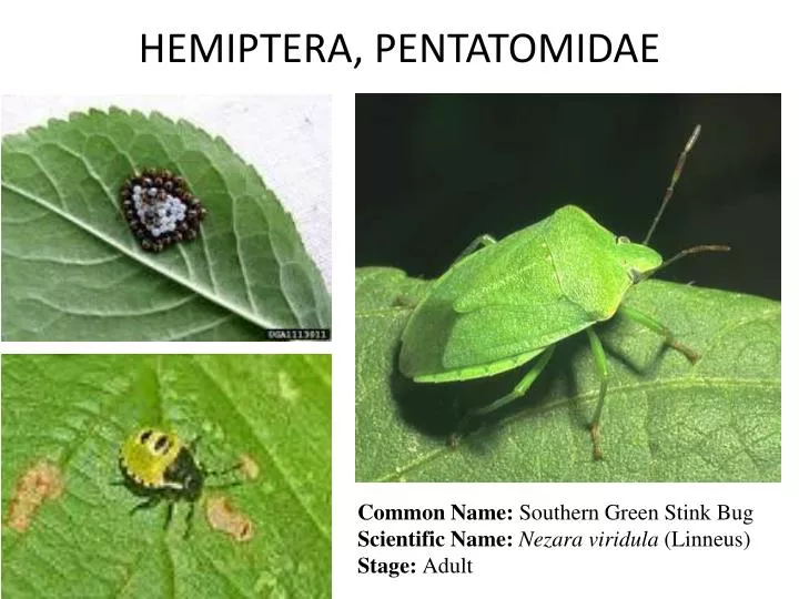 hemiptera pentatomidae
