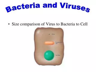 Size comparison of Virus to Bacteria to Cell