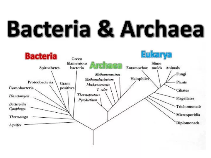 PPT Bacteria PowerPoint Presentation free download ID 2016354