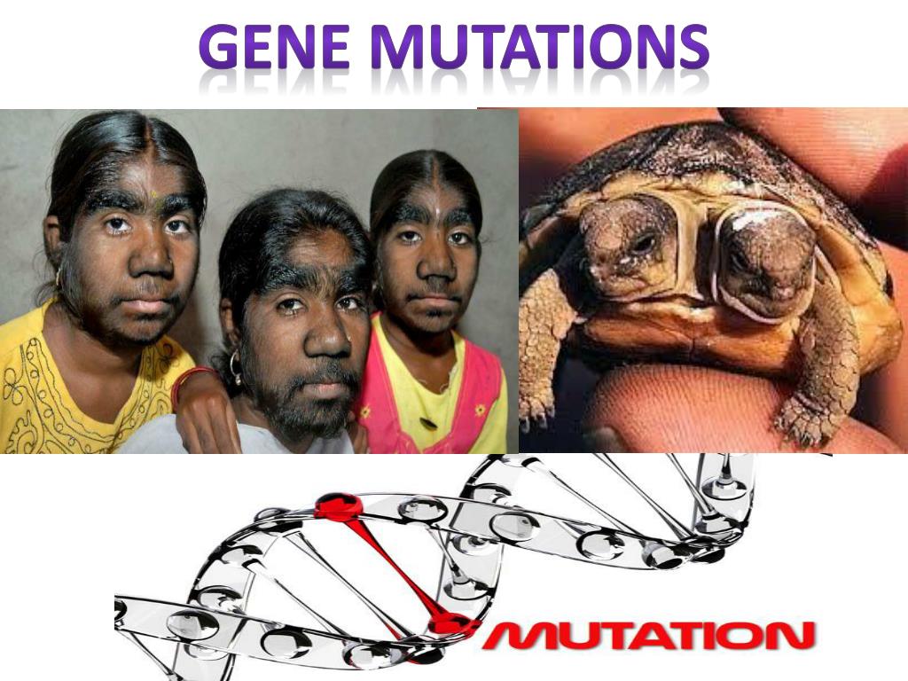 PPT - GENE MUTATIONS PowerPoint Presentation, free download - ID:2016394