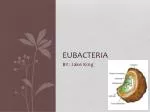 Eubacteria - slide 1